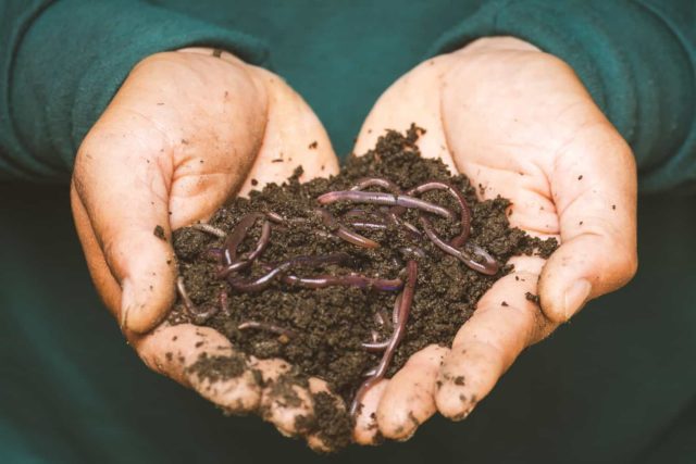 hands holding Red Wiggler worms